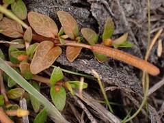 Epilobium angustum