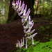 Scouler's Corydalis - Photo (c) pfly, some rights reserved (CC BY-SA)