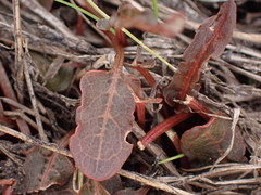 Rumex flexuosus