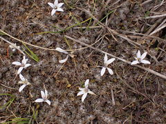 Lobelia perpusilla