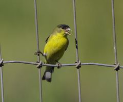 Spinus psaltria
