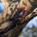 Adelaide Rosella - Photo (c) Kym Farnik, some rights reserved (CC BY-NC-ND)