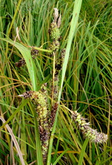 Carex lessoniana