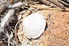 Phacoides pectinatus
