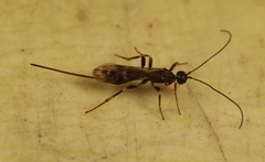 Wachsmannia spathiiformis