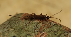 Wachsmannia spathiiformis