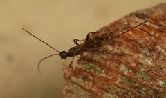 Wachsmannia spathiiformis
