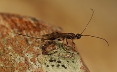 Wachsmannia spathiiformis