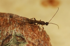 Wachsmannia spathiiformis