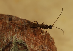 Wachsmannia spathiiformis