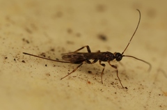 Wachsmannia spathiiformis