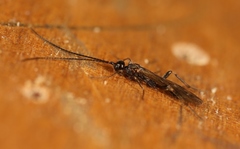 Wachsmannia spathiiformis