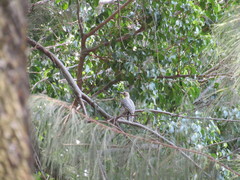 Melanerpes uropygialis