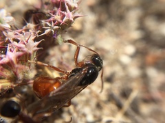 Formica subpolita