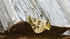 Anthocharis scolymus