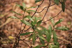 Eupomatia bennettii