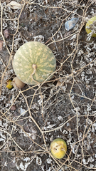 Cucurbita palmata