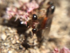 Formica subpolita