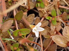 Epilobium angustum