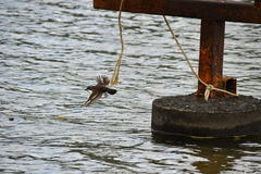 Cinclodes patagonicus