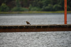 Cinclodes patagonicus