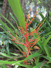 Aechmea blanchetiana