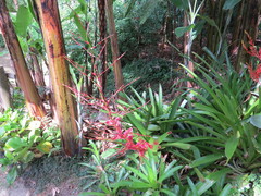 Vriesea philippocoburgi