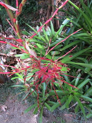 Vriesea philippocoburgi