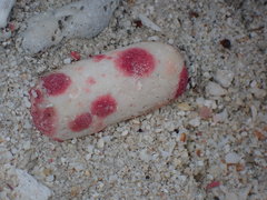 Homotrema rubrum