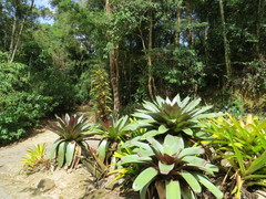 Alcantarea imperialis