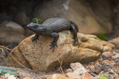 Black Girdled Lizard photo 3