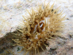 Bunodosoma granuliferum