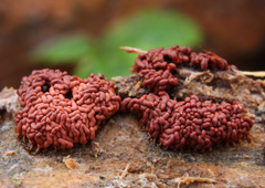 Arcyria stipata