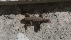 Sceloporus occidentalis