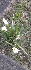 Zephyranthes