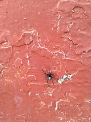 Latrodectus