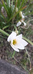 Zephyranthes