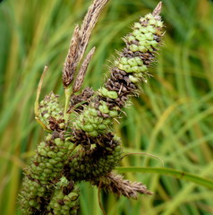 Carex lessoniana