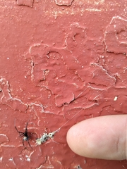 Latrodectus