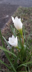 Zephyranthes