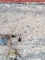 Latrodectus