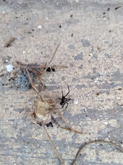 Latrodectus