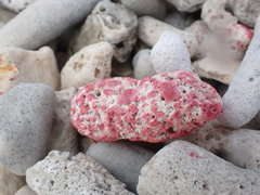 Homotrema rubrum