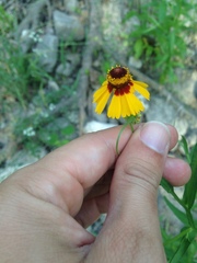 Helenium elegans