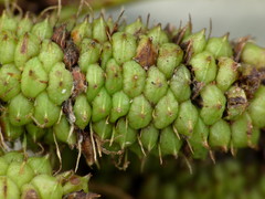 Carex lessoniana