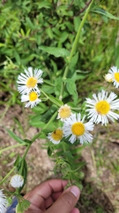 Leptostelma maximum
