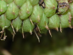 Carex lessoniana