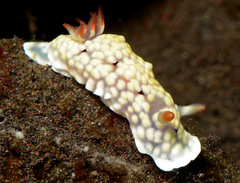 Goniobranchus conchyliatus