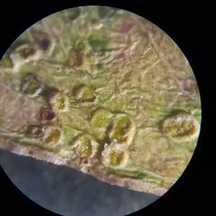 Epichrysocharis burwelli