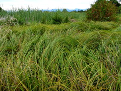 Carex lessoniana